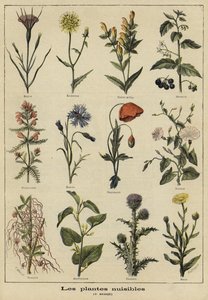 農業に有害な植物 作： French School