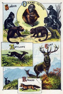 プレート1：サル、オランウータン、アンテロープ、シカ、キツネ。Syllabary alphabet of wild animals "のエングレーヴィング。19世紀後半、エピナルの印刷出版社、Serie A. Pellerin et Cie。Chromolithographs 。8ページの小さな広告アルバムには五十音図と 作： French School