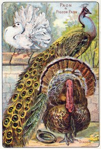 プレート1：クジャクとクジャクバト、トルコ。Syllabary alphabet of birds and reptiles"(鳥類と爬虫類の五十音順アルファベット)のエングレーヴィング。19世紀後半、エピナルの印刷出版社、Serie A. Pellerin et Cie。クロモリトグラフ。8ページの小さな広告アルバムに五十音図と 作： French School