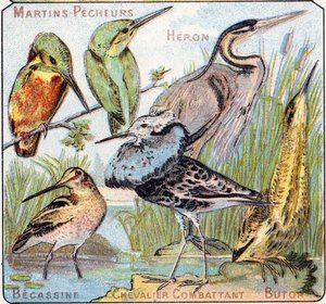 プレート3：カワセミ、サギ、ベカシン、ナイトファイト、ブトール。Syllabary alphabet of birds and reptiles"(鳥類と爬虫類の五十音順アルファベット)のエングレーヴィング。19世紀末、エピナルの印刷出版社、Serie A. Pellerin et Cie。クロモリ写真。8ページの小さな広告アルバムには 作： French School