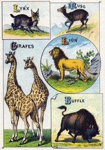 プレート3：オオヤマネコ、ジャコウネコ、キリン、ライオン、バッファロー。Syllabary alphabet of wild animals "のエングレーヴィング。19世紀末、エピナルの印刷出版社、Serie A. Pellerin et Cie。Chromolithographs 。五十音図とイマージュを収録した8ページの小さな広告アルバム。 作： French School