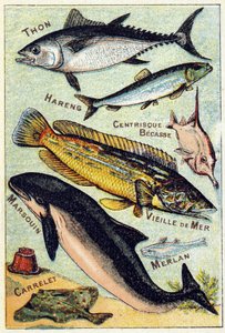 プレート3：マグロ、ニシン、中心のくちばし、古い海、イルカ、ホワイティング、タイル。Syllabary alphabet of sea and freshwater fish "のエングレーヴィング。19世紀末、エピナルの印刷出版社、Serie A. Pellerin et Cie。クロモリトグラフ。小さな8ページの広告アルブ 作： French School