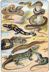 プレート4：蛇、毒蛇、サラマンダー、アスピック、リーチ、Lezard ocelle、Green Lezard。Syllabary alphabet of birds and reptiles"(鳥類と爬虫類の五十音順アルファベット)のエングレーヴィング。19世紀末、エピナルの印刷出版社、Serie A. Pellerin et Cie。クロモリ写真。小さな8ページの広告。 作： French School