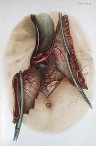 オットー・ズッカーカンドル博士（1861-1921）の「Atlas and Epitome of Operative Surgery」（1910年）の図版（彩色済み彫刻）。 作： French School