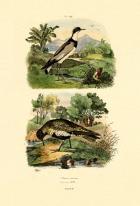 プロバー、1833-39