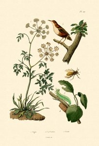 毒ヘムロック、1833-39 作： French School