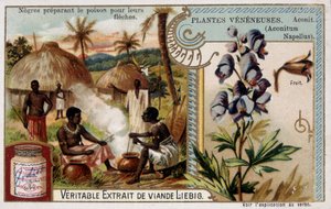 毒草：トリカブトとアフリカ人が矢のために毒を準備している - クロモ.リービッヒ、19世紀後半 作： French School