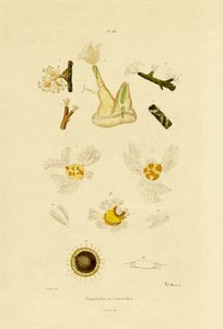 ポリープ、1833-39 作： French School