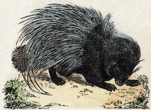 Porc-epic（豚の叙事詩）。Alphabet des animaux sauvages "に掲載された版画。9番目のシリーズ。エピナルのイメージ、ペラン、印刷・出版業者、1870年頃。木にエングレービング、ステンシル。16ページ。16ページ。厚さ20×15cm。個人蔵
