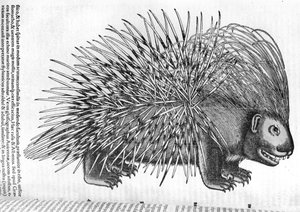 ヤマアラシ、「動物の歴史」コンラッド・ジェスナー（1516-65）1551