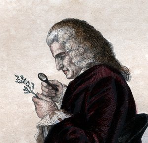 フランスの博物学者、ベルナールドジュシウ（1699-1777）の肖像。 作： French School