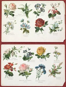 花の言語と意味を描いた絵葉書、1905年頃