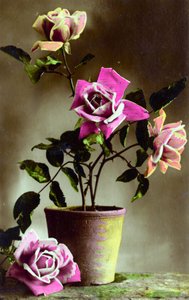 鉢植えのローズブッシュc.1898（手彩色写真） 作： French School