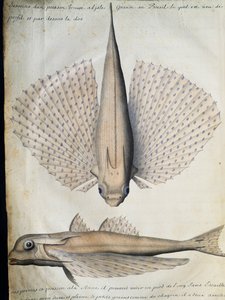 翼のある魚の横顔と背中、ブラジル・ビッグアイランド、フランスのCompagnie royale de la Mer du Sudの船長Jacques Gouin de Beauchesne（1652-1730）が1698年から1701年まで使用した航海日誌からの水彩画 作： French School