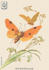Q：クアドリラ（Lithosia quadraまたはLithosie quadrille 作： French School
