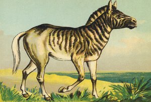 クアッガ（またはクアッガ、1883年に染色されたシマウマ亜種）としてのQ