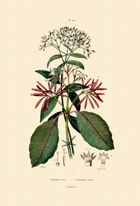 キニーネの樹皮、1833-39 作： French School
