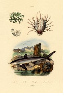 ラムスホーンイカ、1833-39 作： French School