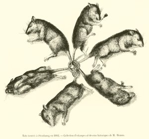 1683年にストラスブールで発見されたネズミ 作： French School