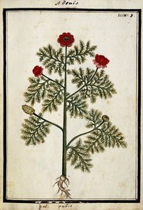 レッドアドニス、1700年頃 作： French School