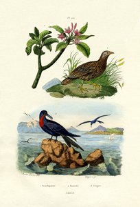 レッドフランジパニ、1833-39 作： French School