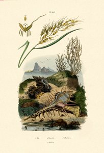米、1833-39 作： French School