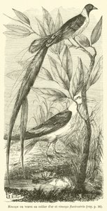 Rincops or golden-necked widow and rincops flavirostris (engraving) 作： French School