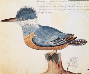 マゼラン海峡のエリザベス湾に生息するアカショウビン（Megaceryle torquata）、フランスのCompagnie royale de la Mer du Sudの船長Jacques Gouin de Beauchesne（1652-1730）が1698年から1701年にかけて作成した航海日誌の水彩画 作： French School