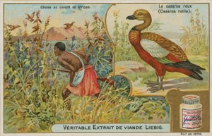 Ruddy Shelduck;アフリカでのカモ狩り 作： French School