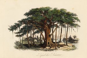 聖なるイチジクの木（Ficus religiosa）、別名：菩提樹、バニアンツリー、バニヤンツリー、ピパラツリー、ピーパルツリー、アシュワッタツリー 作： French School