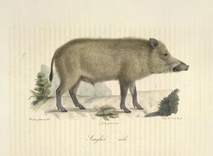 哺乳動物の自然史からのイノシシ、オス（カラーリソ） 作： French School
