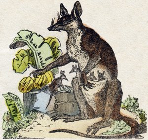 サリーグ（ポッサム）。Alphabet des animaux sauvages "に掲載されている彫刻。9番目のシリーズ。エピナルのイメージ、ペラン、印刷・出版業者、1870年頃。木にステンシルで描かれた版画。16ページ。20×15cm。個人蔵 作： French School
