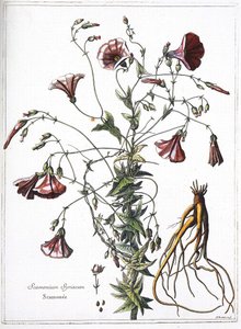 Scamoneum (Scamonium Syriacum) - "ルイ14世の命により刻まれた植物のコレクション "より 作： French School