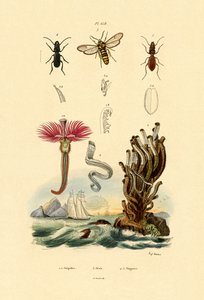 セルプリド、1833-39 作： French School