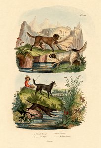羊飼いの犬、1833-39 作： French School