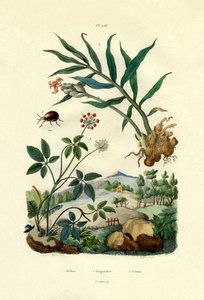 シャイニースパイダービートル、1833-39 作： French School