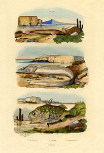 ショアクリングフィッシュ、1833-39 作： French School