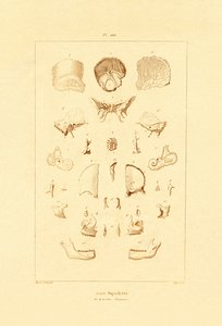 スケルトン、1833-39 作： French School