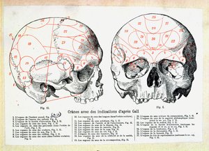 フランツヨーゼフガル（1758-1828）後の骨相の徴候がある頭蓋骨 作： French School