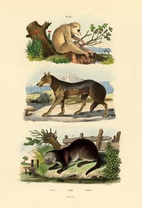 ナマケモノ、1833-39 作： French School