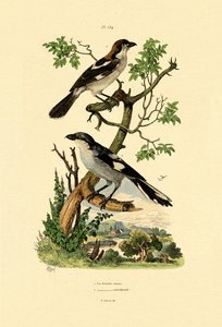 サザングレイモズ、1833-39