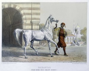 Stalon arabe, Bairaktar 作： French School