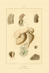 胃、1833-39 作： French School