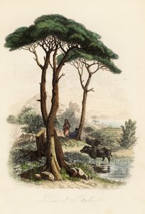 イタリアの石松、傘松、日傘松としても知られる石松（Pinus pinea 作： French School