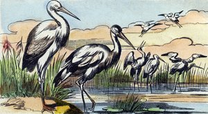 コウノトリ。Buffon Alphabet des Oiseaux n 1 "のエングレーヴィング。3rd Serie N 1. Imaging of Epinal, Epinal, late 19th century.16ページ。ディム：28x21cm 作： French School