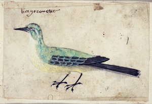 鳥の研究、1620年頃