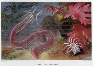 Sunapte de Duvernoy - アルフレッド・フレドールの「Le Monde de la Mer」で。 編。 パリ、アシェット。 作： French School