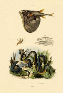 Taiwan Habu, 1833-39  作： French School