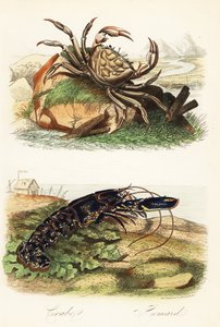 タスマニアジャイアントクラブ（Pseudocarcinus gigas）、ヨーロッパロブスター（Homarus gammarus）。 作： French School