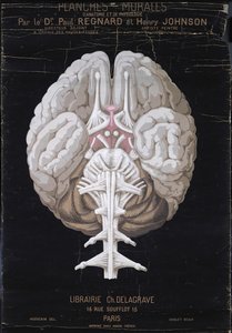 脳、Planches Murales dAnatomie et de Physiologie、Paul Regnard博士およびHenry Johnsonによる 作： French School